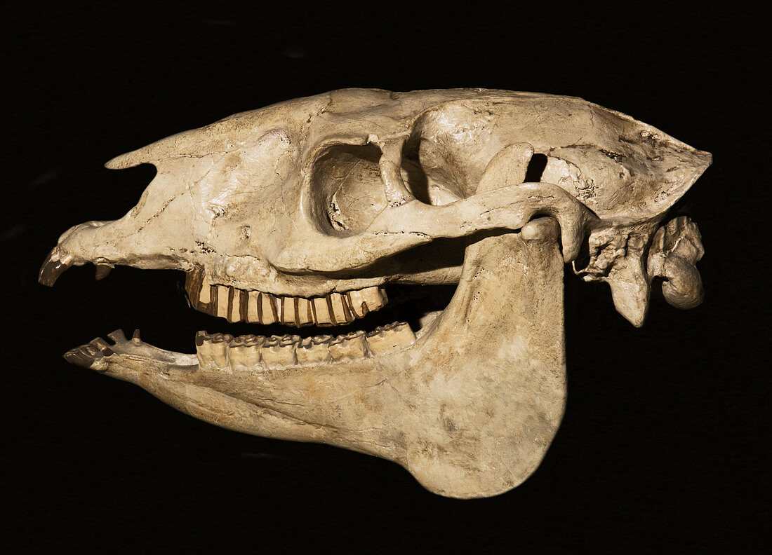 Stenomylus hitchcocki skull