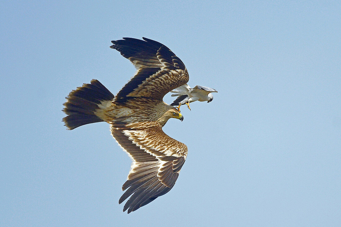 Eastern Imperial Eagle and Black-shouldered Kite