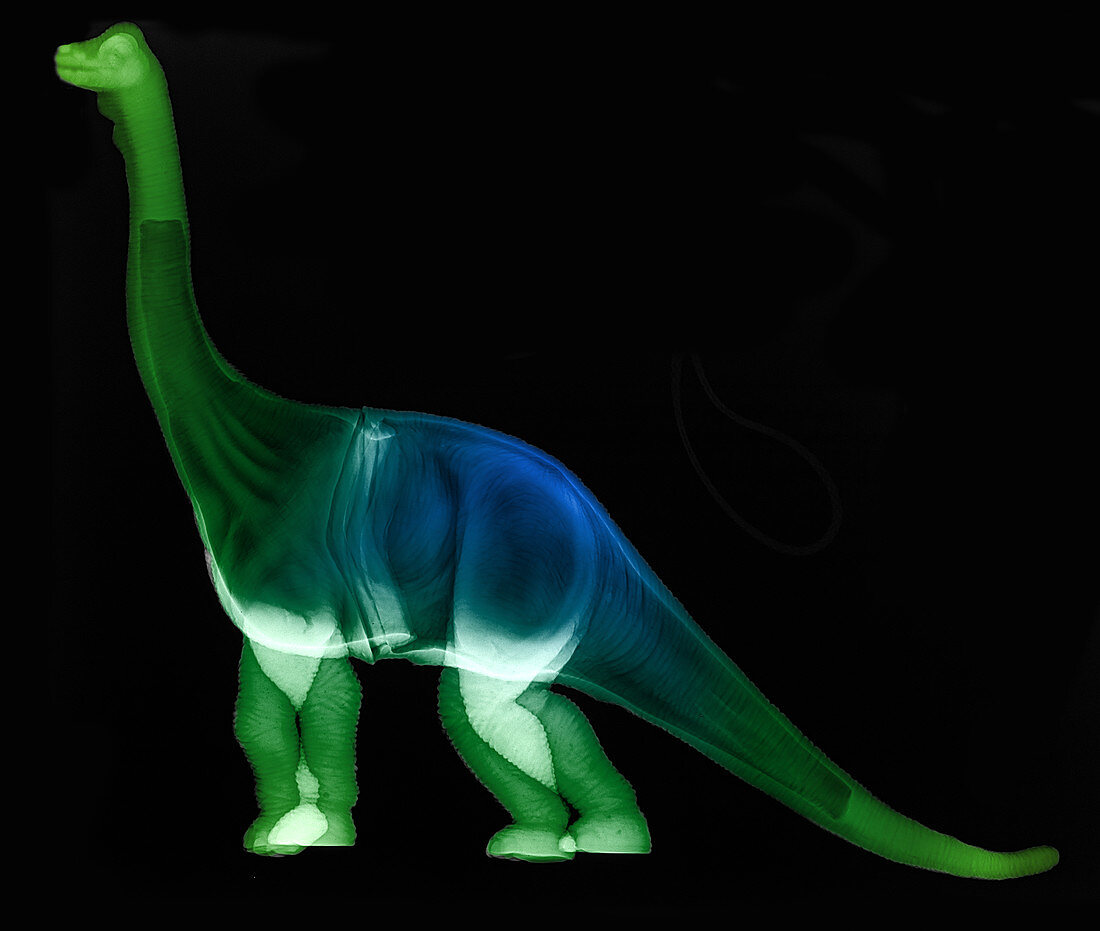 Toy Dinosaur, X-ray