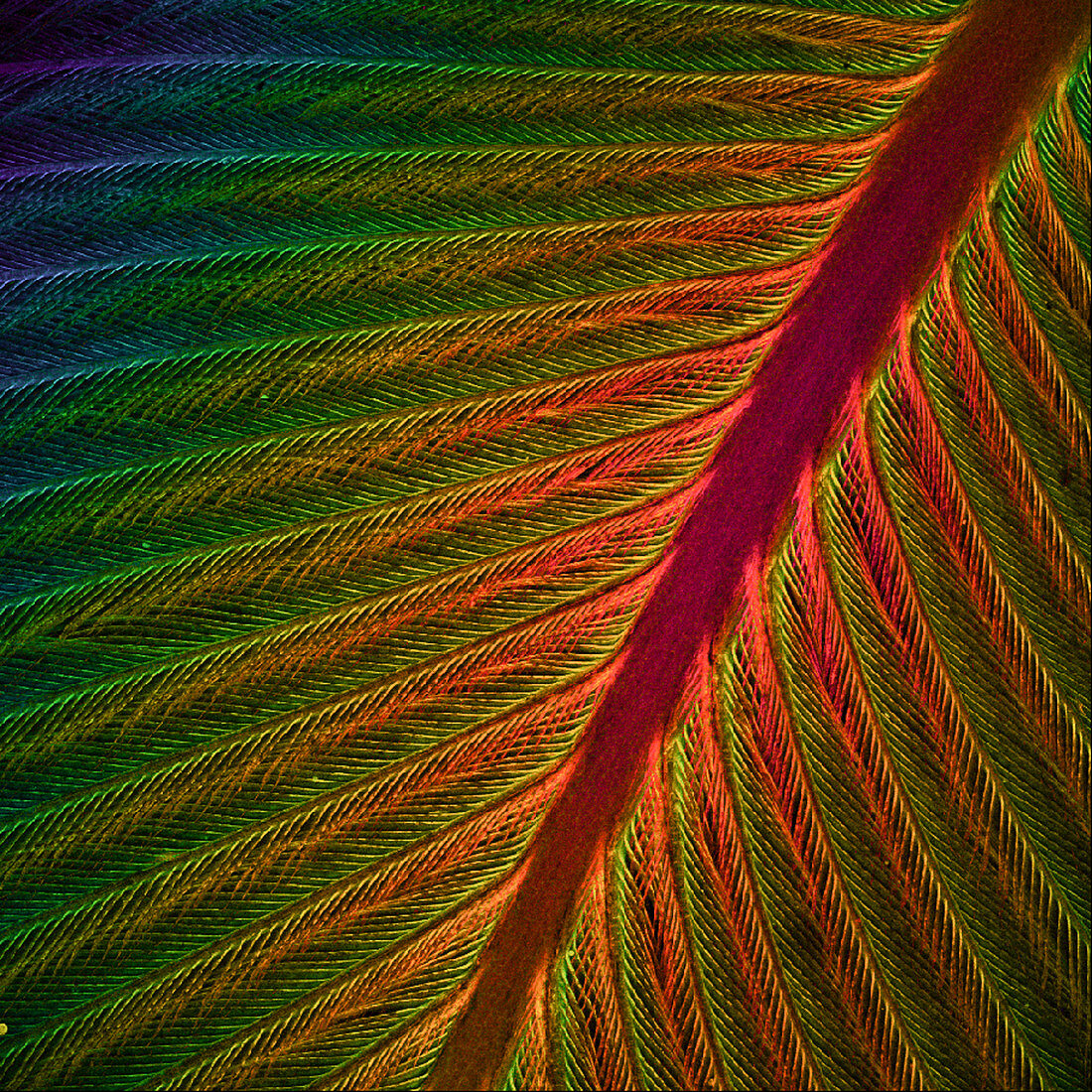 Feather, Micrograph