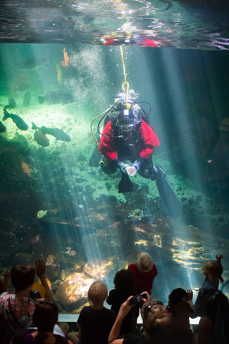 Diver in Aquarium
