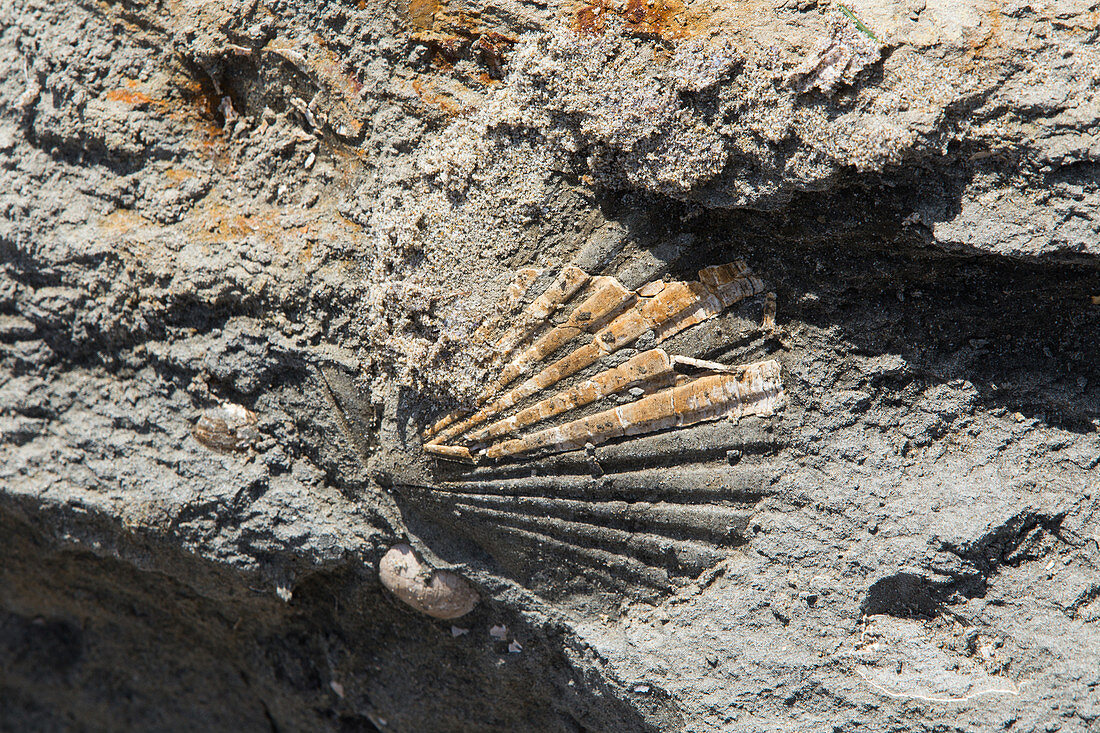Fossil, Beverly Beach, OR