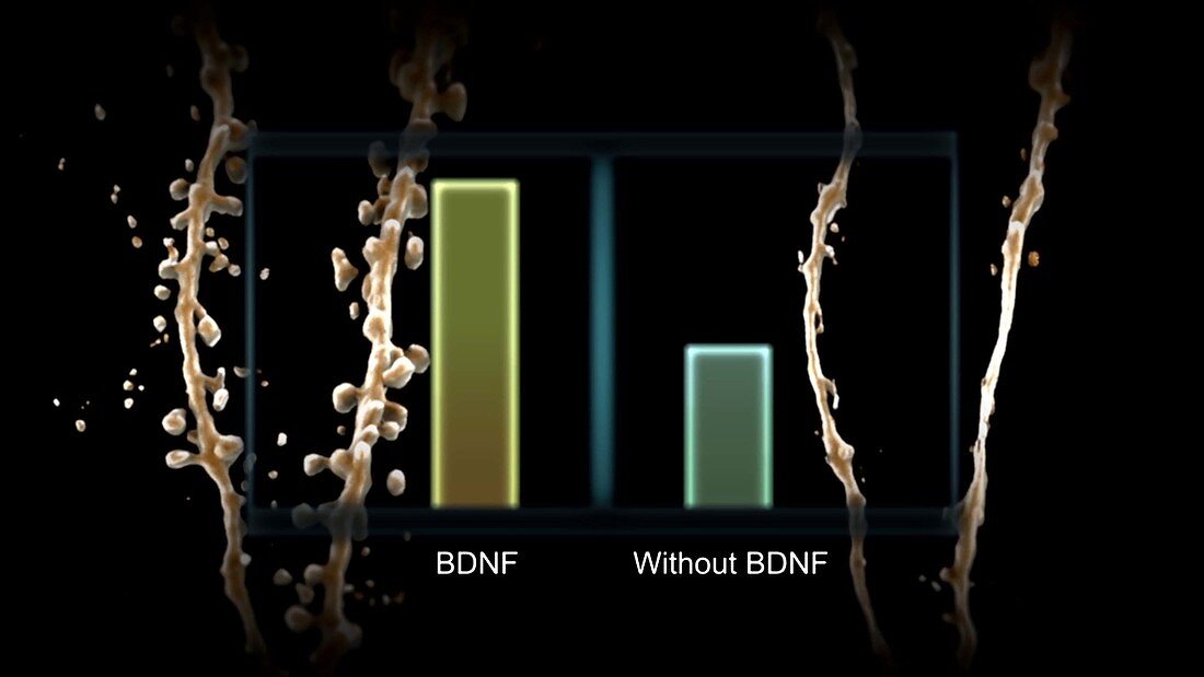 Dendrite Growth from BDNF, Neurons