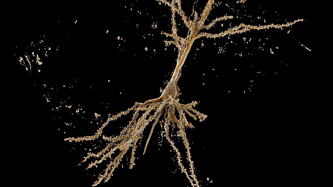Dendrites, Nerve Cell