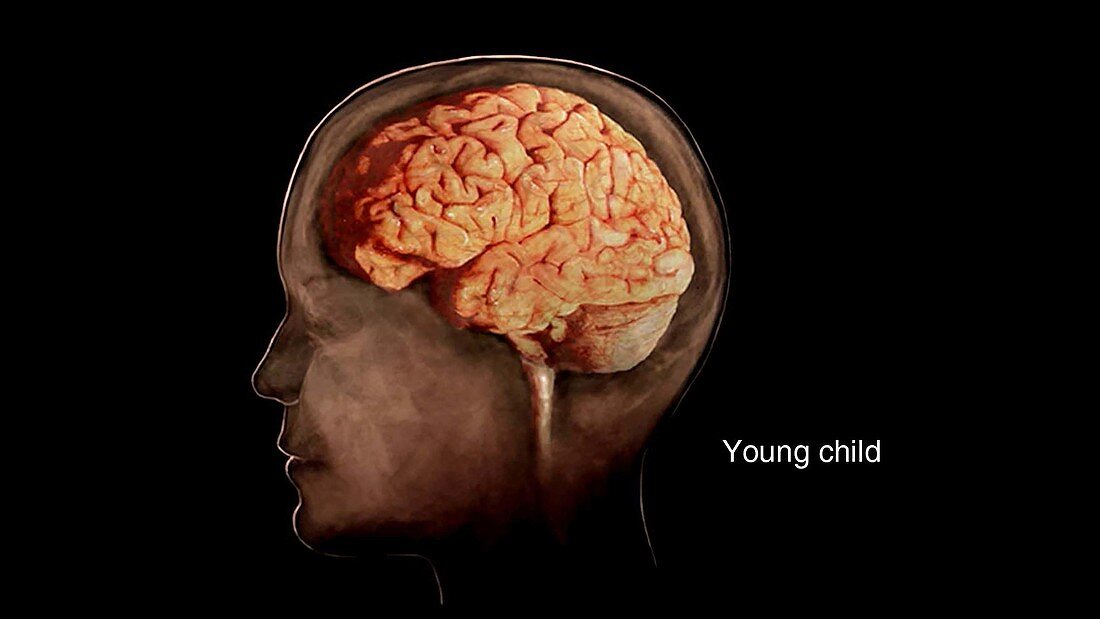 Young Child's Brain