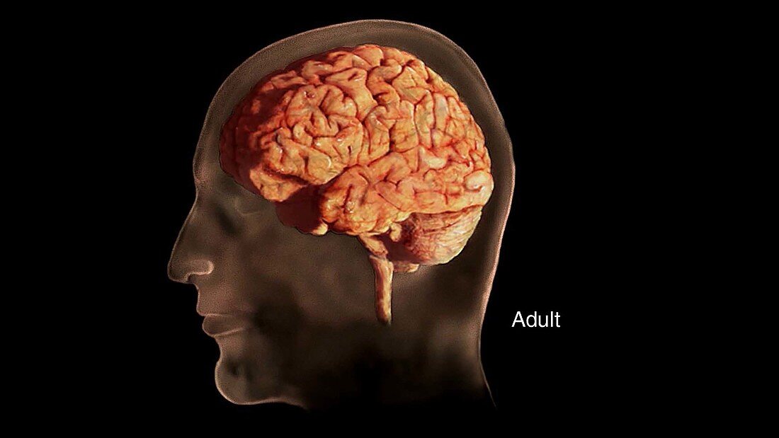 Adult Brain