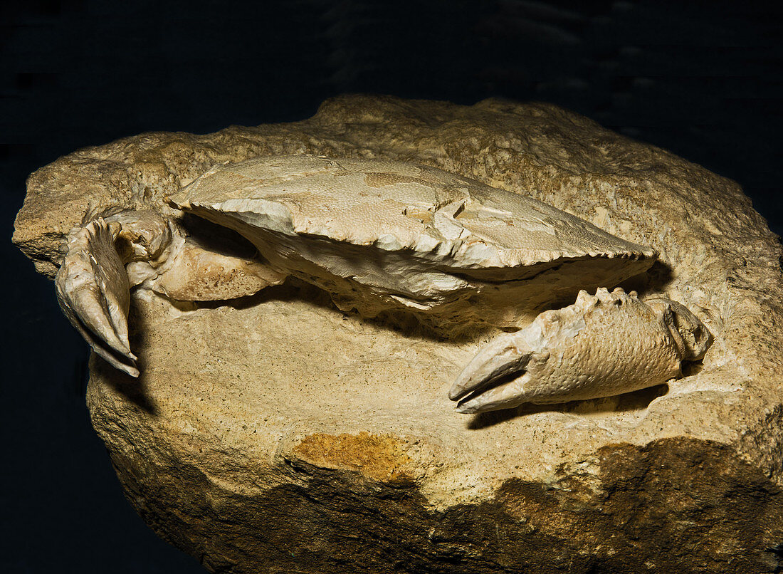 Crab Fossil Harpactocarcinus Punctulatus