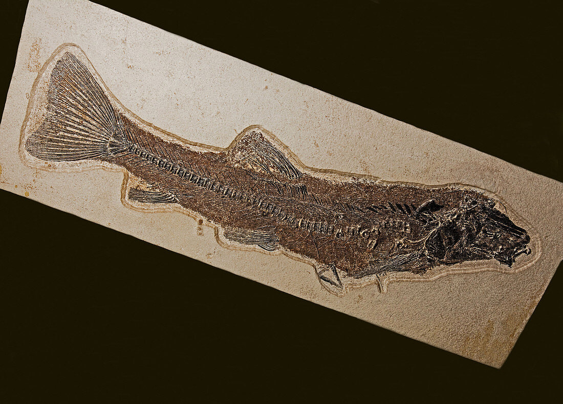 Fish Fossil from Green River