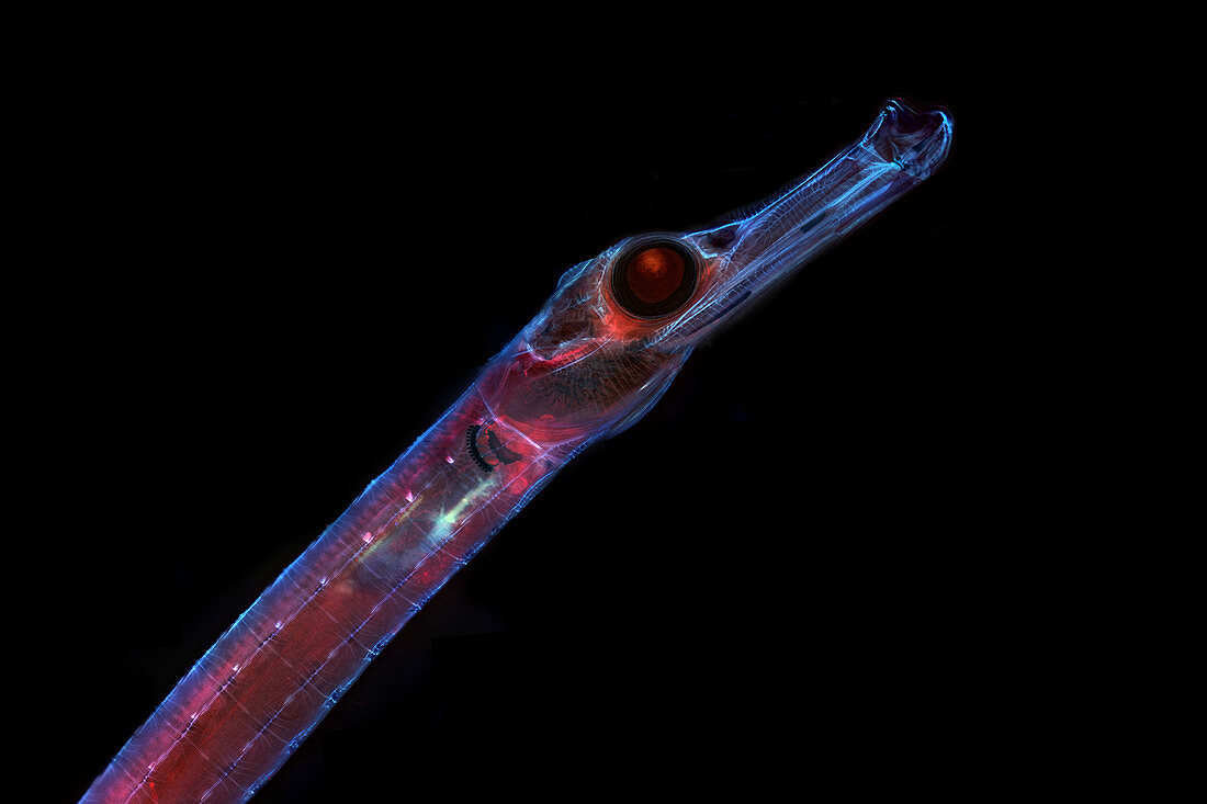 Pipefish Embryo