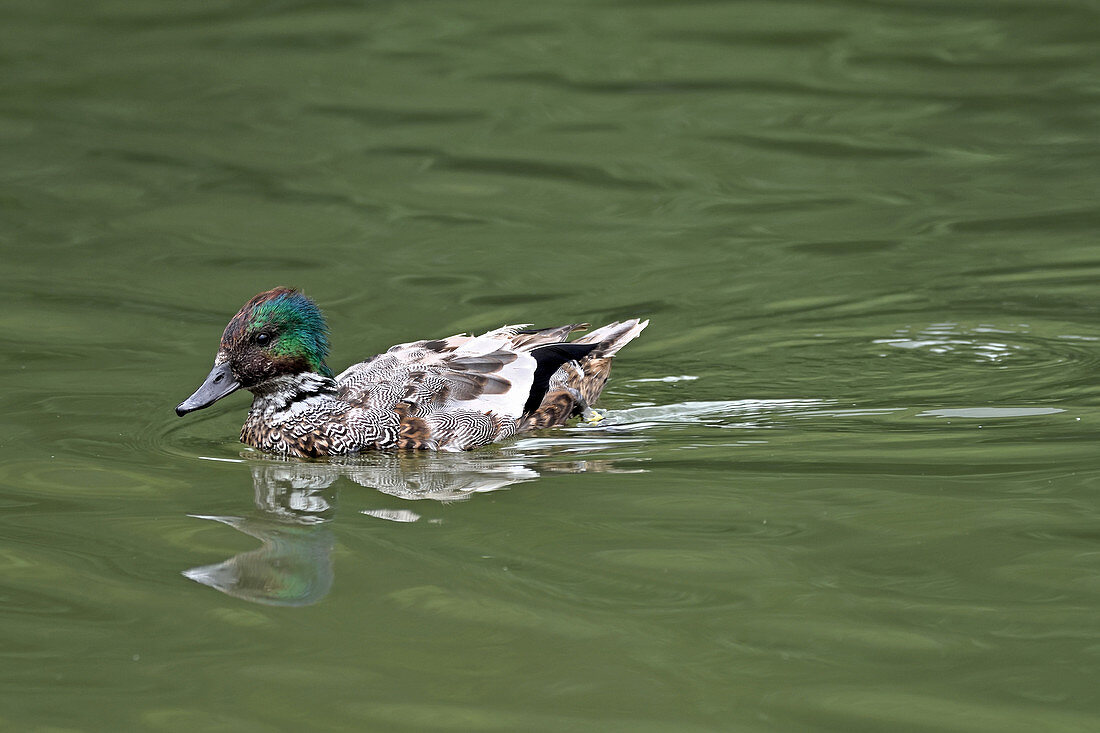Falcated Duck (m)