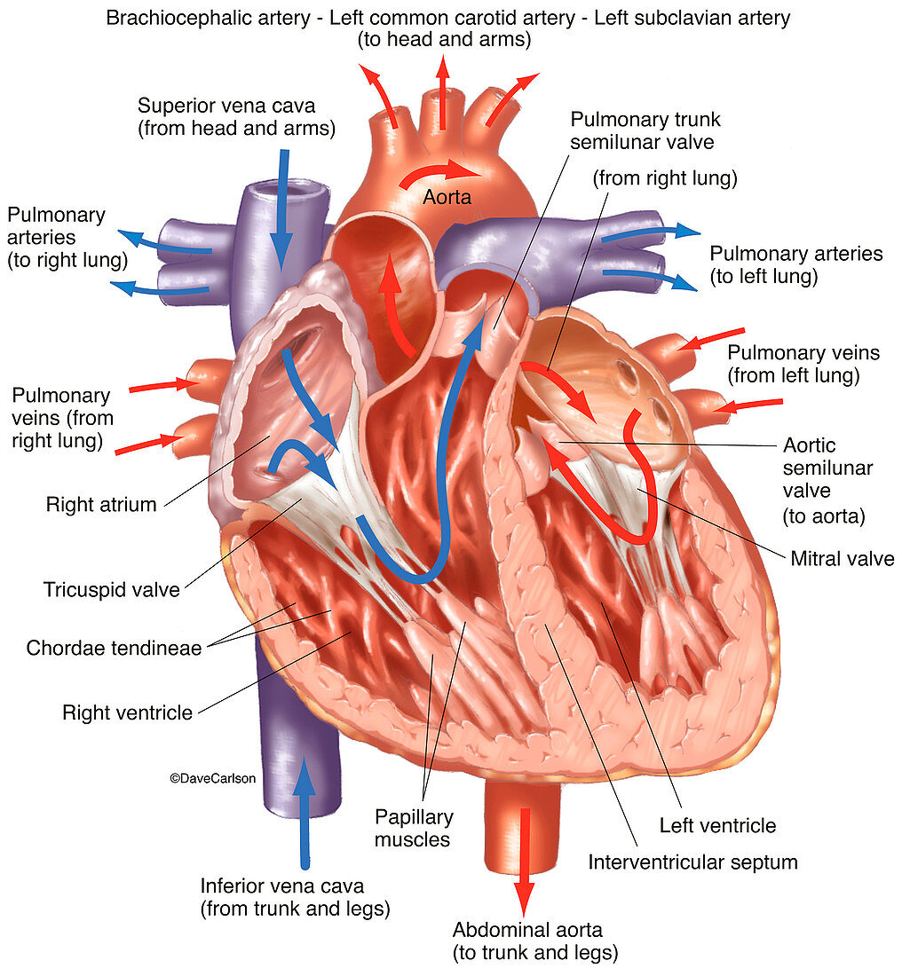 Heart Interior (labelled), illustration