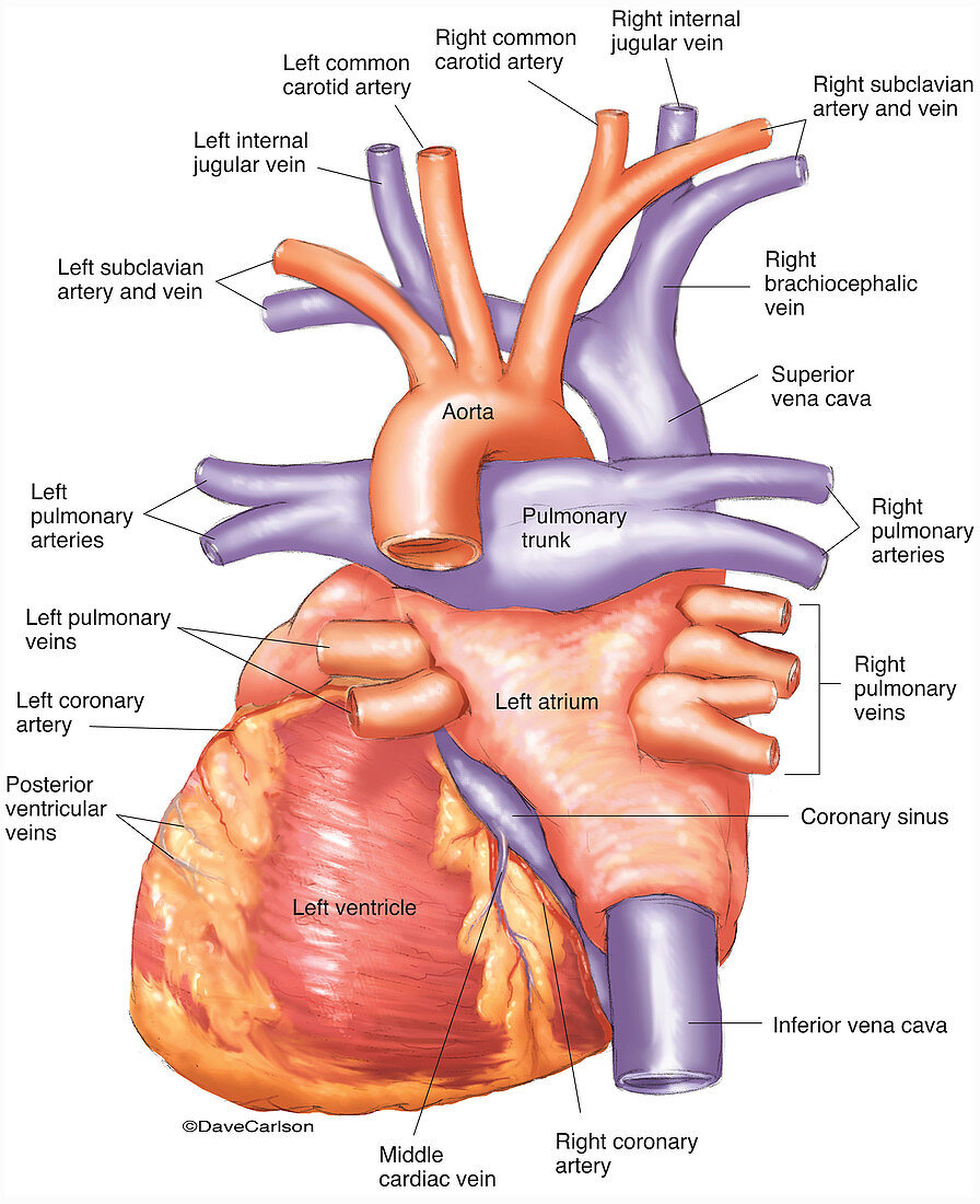 Heart Anatomy (labelled), illustration