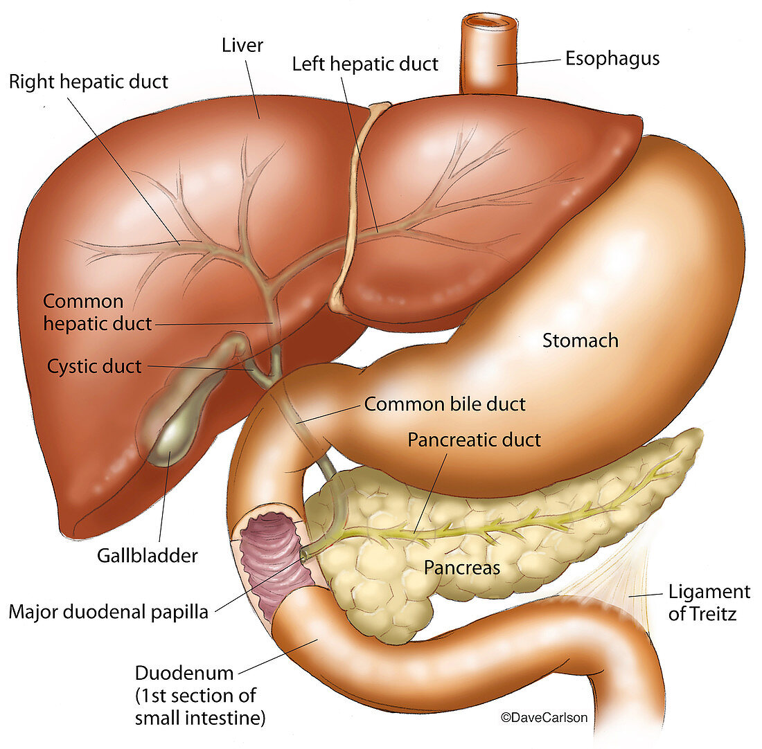 Liver, Stomach, Pancreas, and Gallbladder, illustration