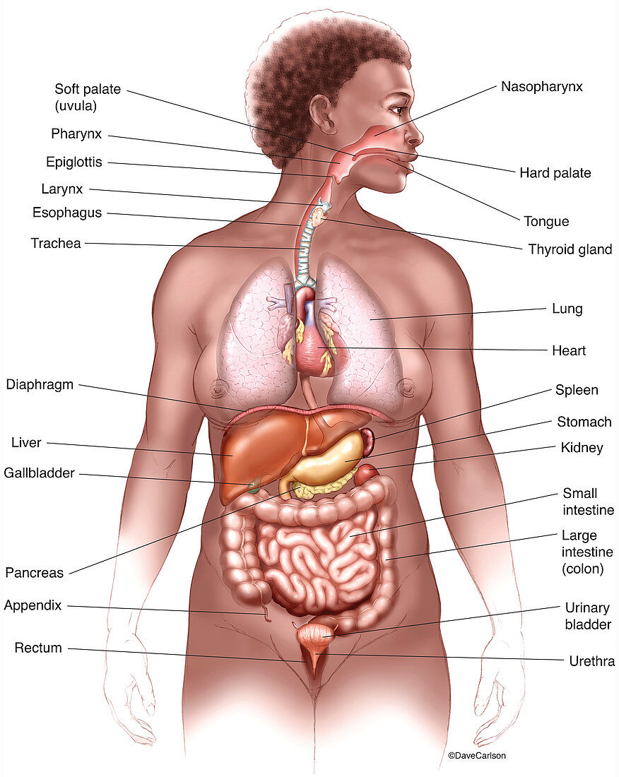 Thoracic & Abdominal Organs (labelled), illustration