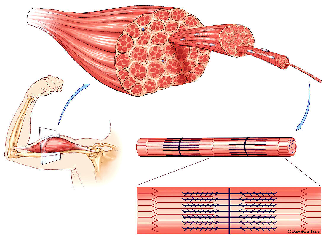 Muscle Structure, illustration