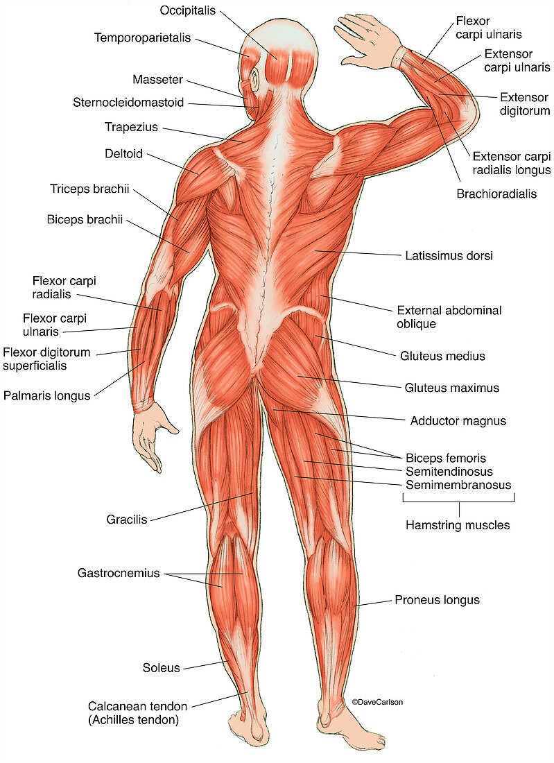 Posterior Muscles of the Human Body, illustration (labelled)