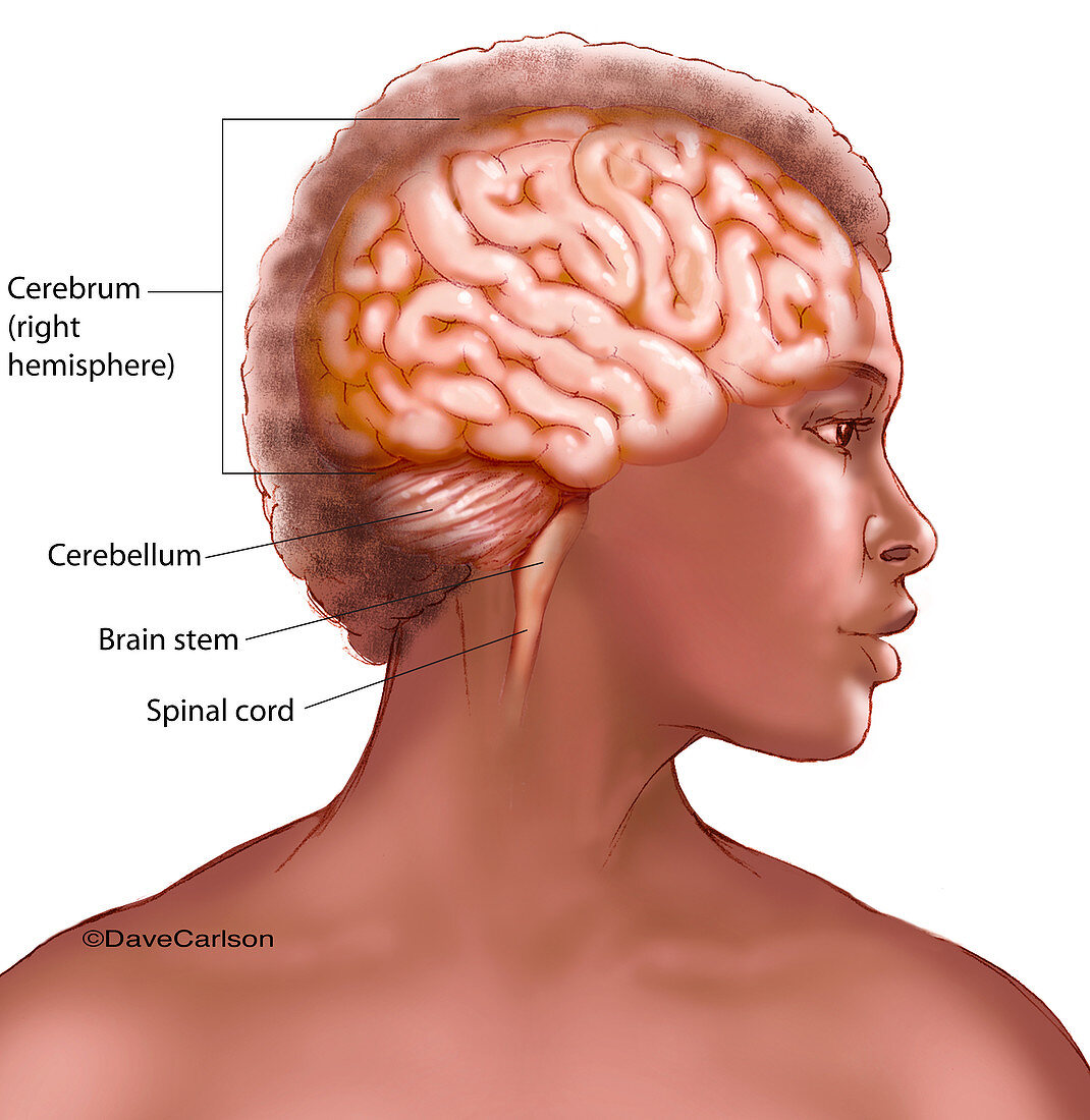 Human Brain (labelled), illustration