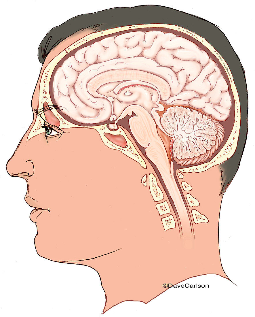 Human Brain, illustration