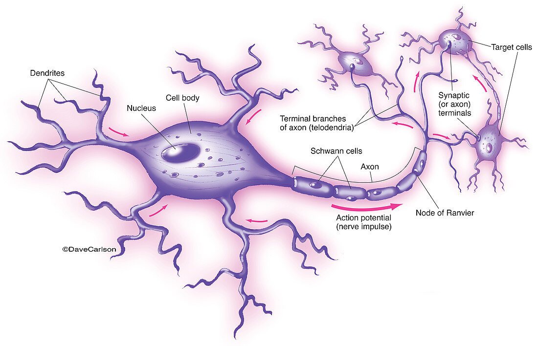 Motor Neuron (labelled), illustration