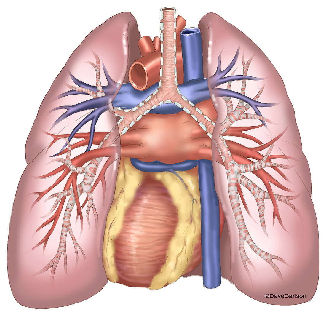 Lungs and Heart (Posterior View), illustration