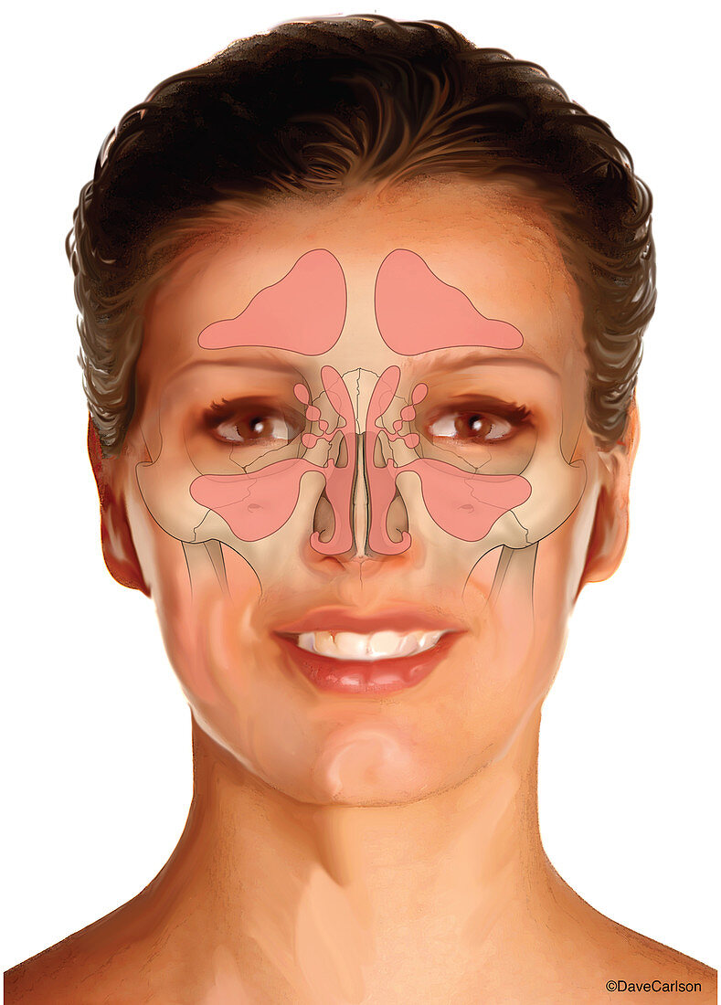 Nasal Sinuses, illustration