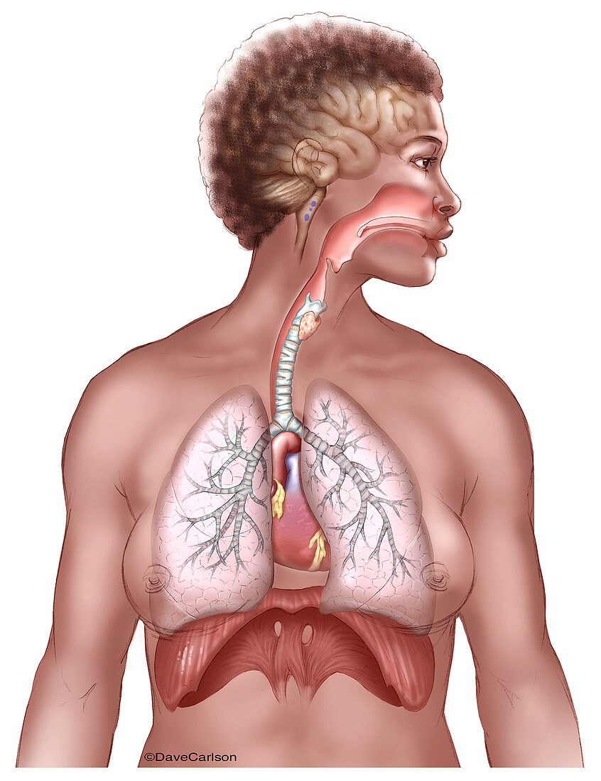 Respiratory System Overview, illustration