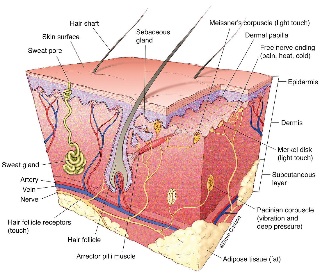 Skin Structure (labelled), illustration
