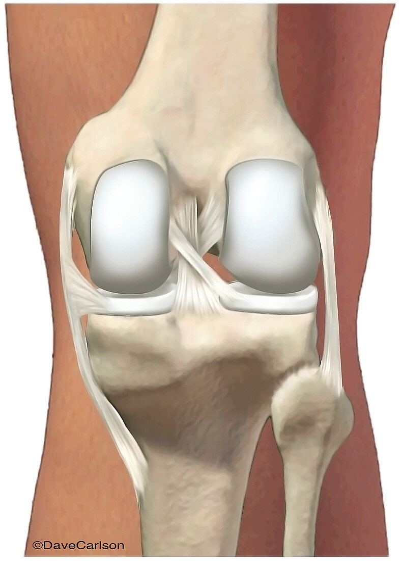 Human Knee Joint, illustration
