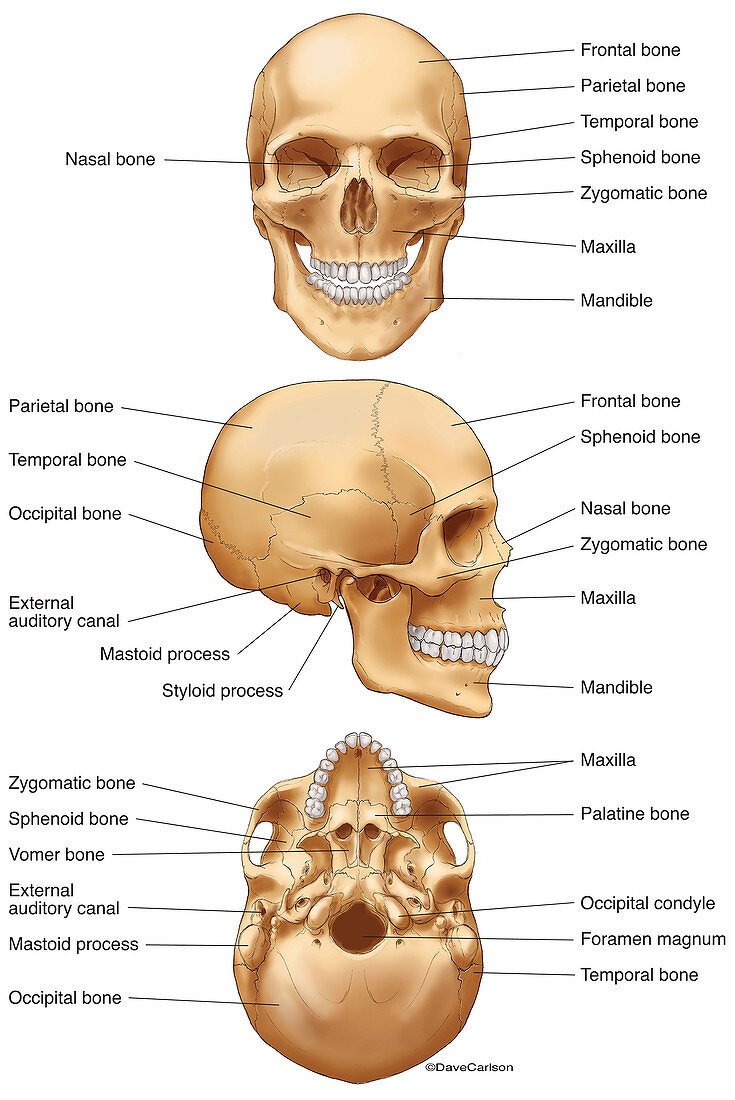 Human Skull (labelled), illustration