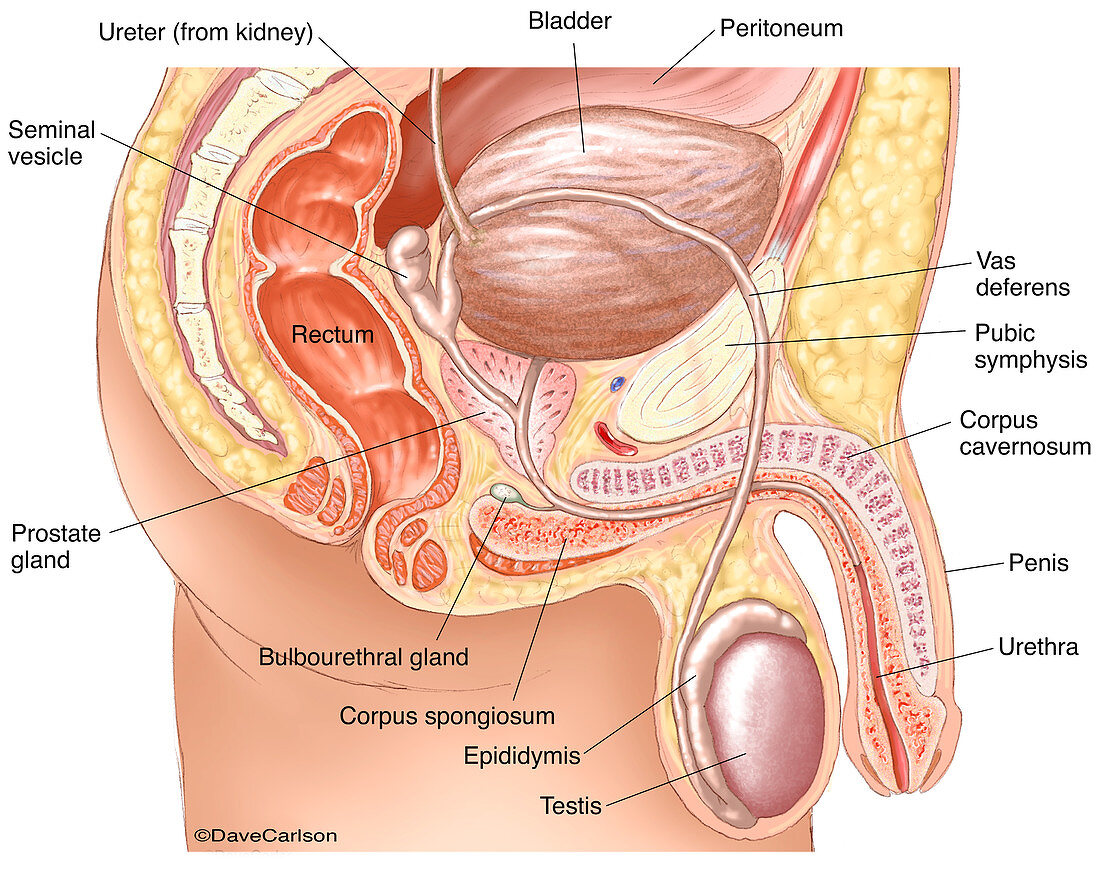 Male Reproductive System (labelled), illustration