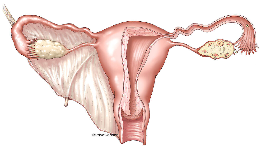 Female Reproductive System, illustration