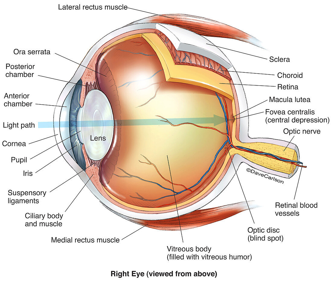 Eye Anatomy (labelled), illustration