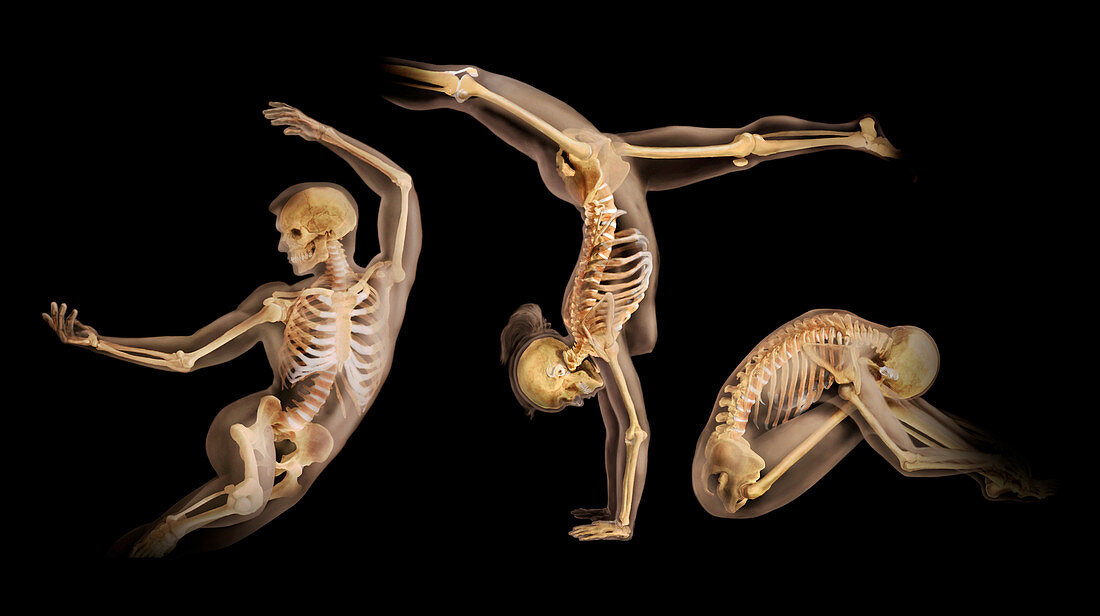 Anatomical Models, Athletic Positions