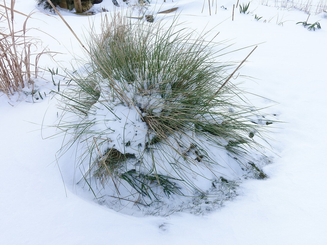 Snow on Stipa gigantea grass