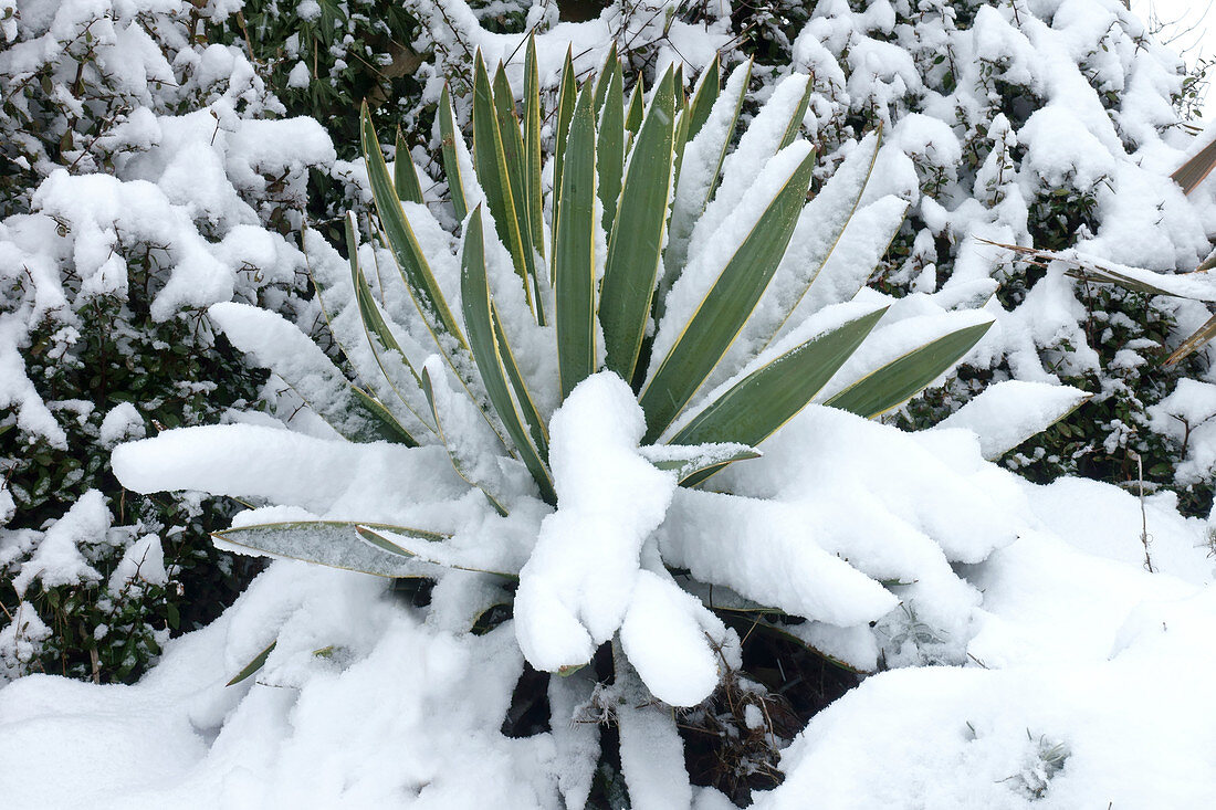 Snow on Yucca gloriosa