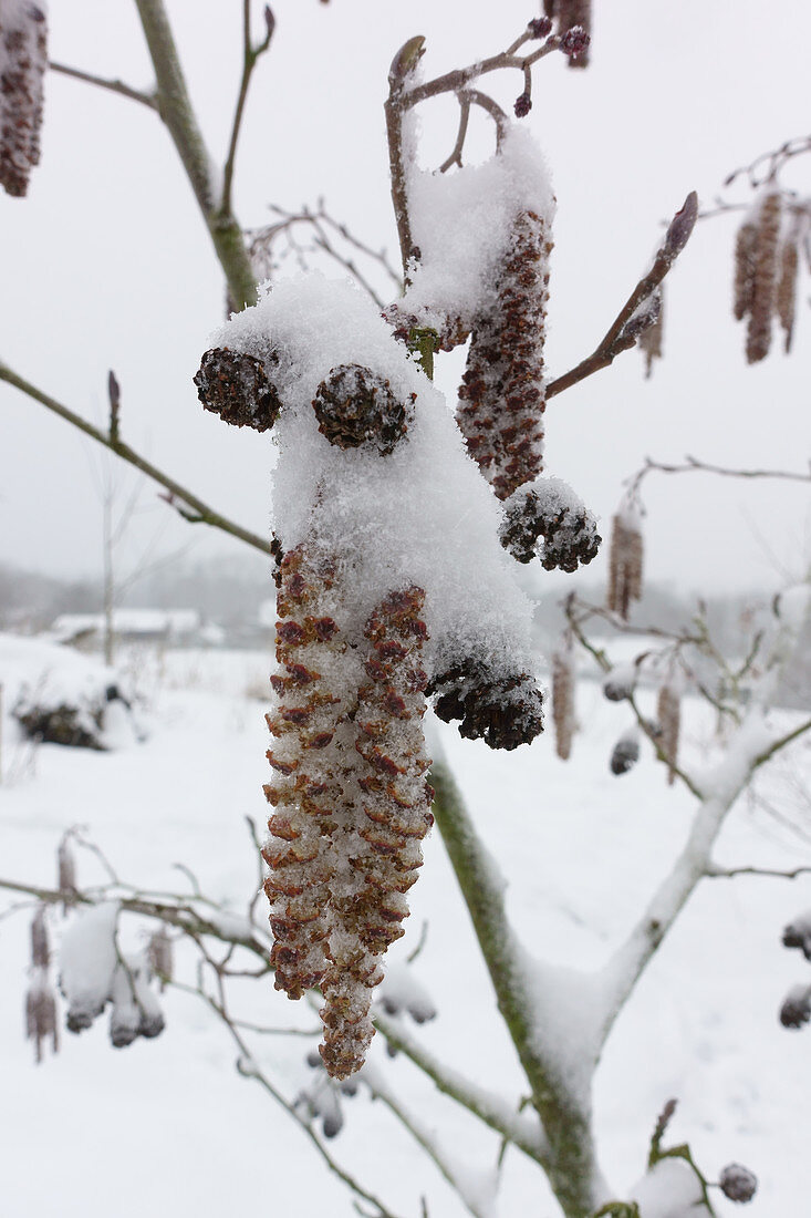 Snow on alder catkins