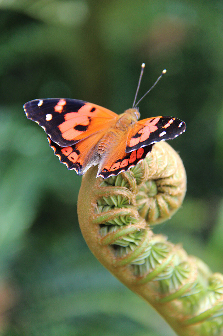 Kamehameha Butterfly