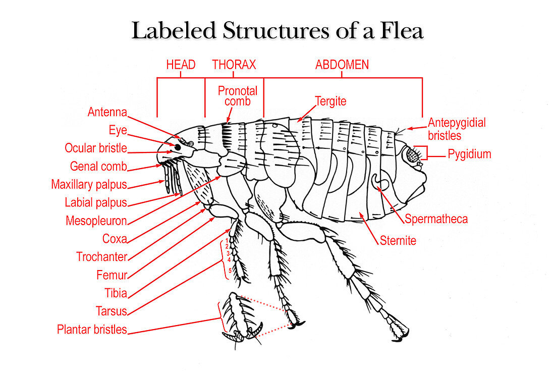 Flea, Adult Female