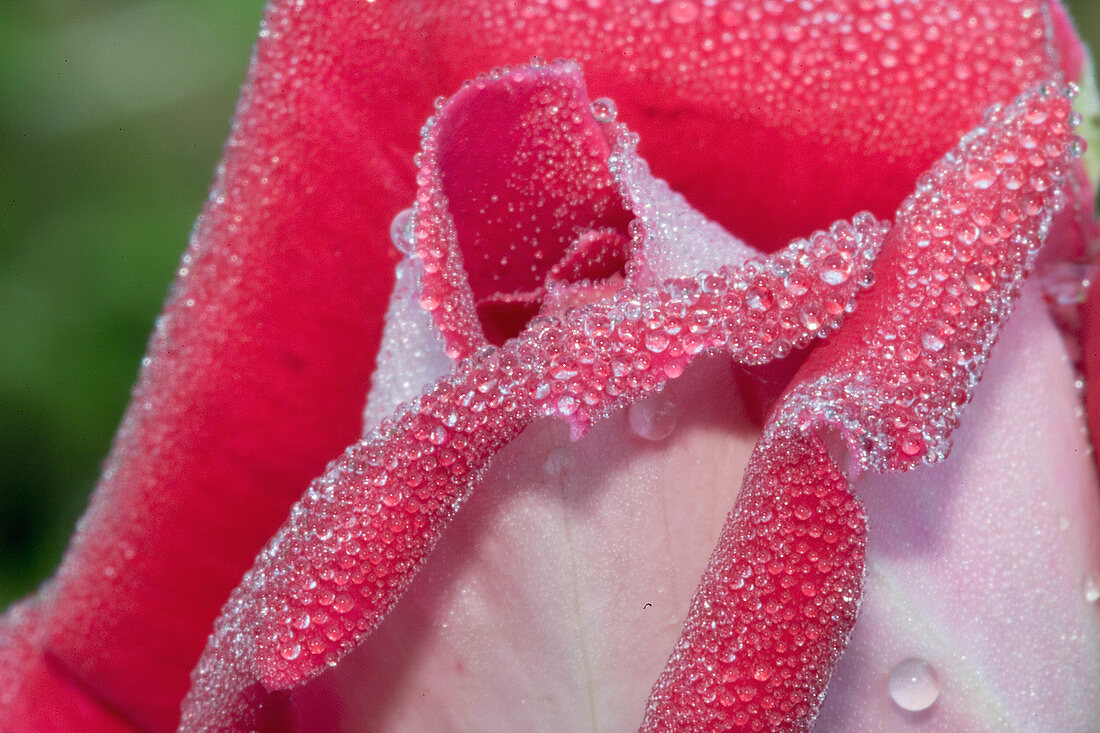 Dew on a Rose