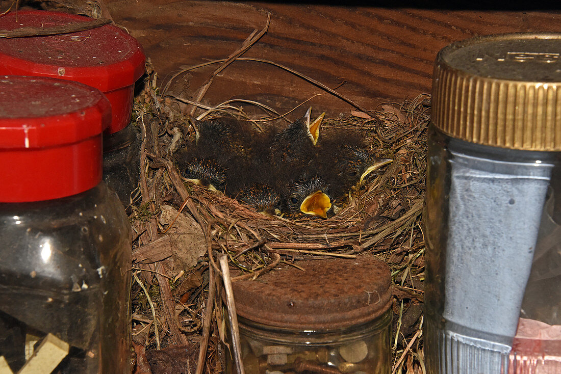 European Robin chicks in a nest
