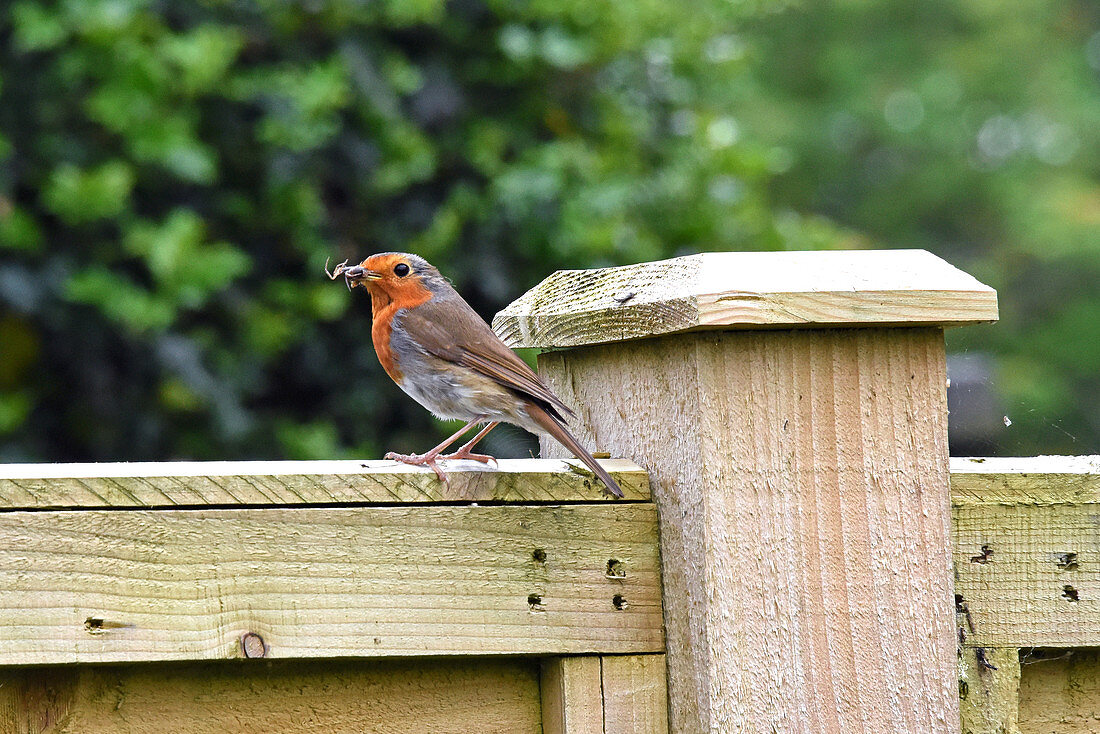 Adult European Robin carrying a spider