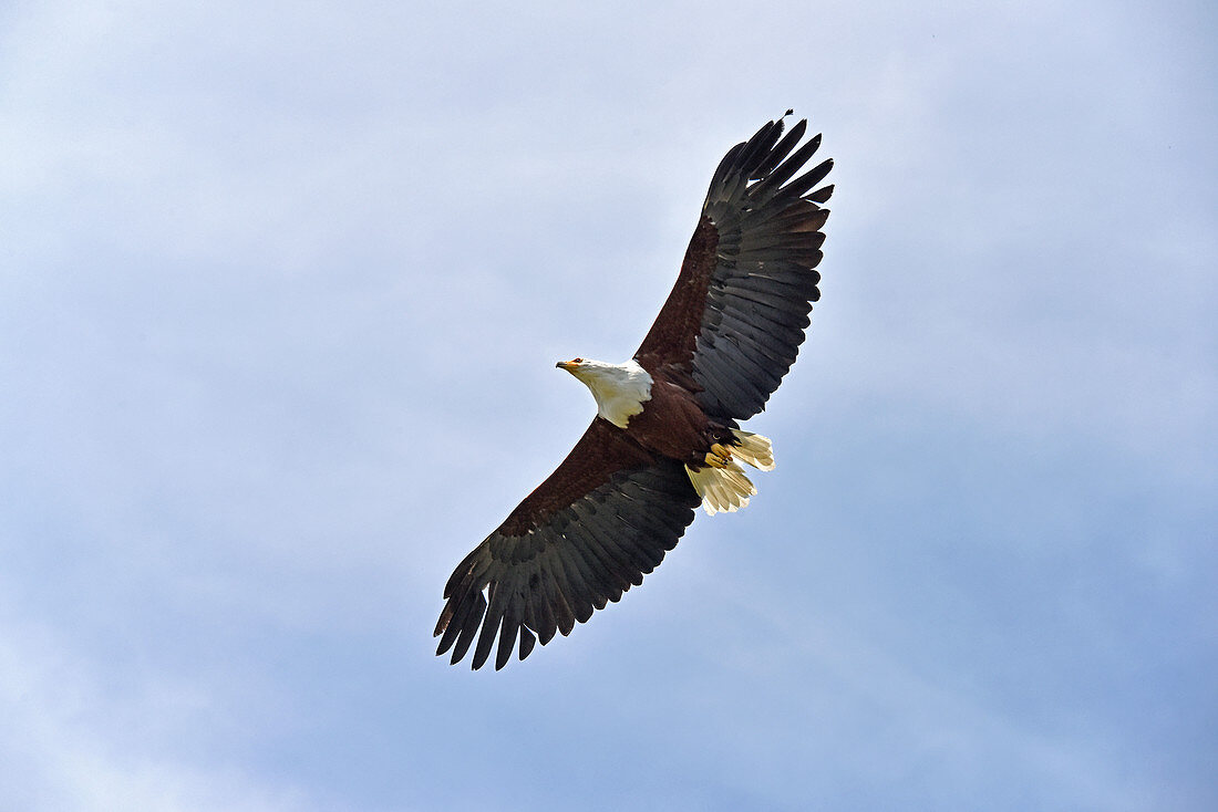 African Fish Eagle in flight