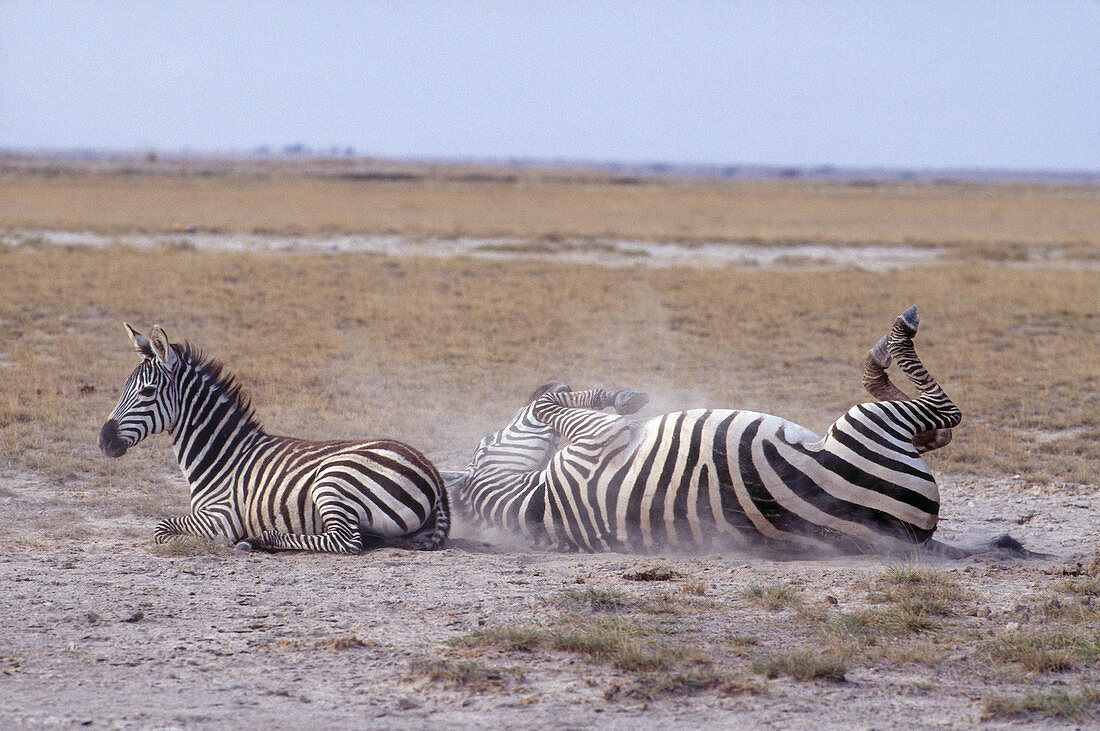 Zebras Dusting