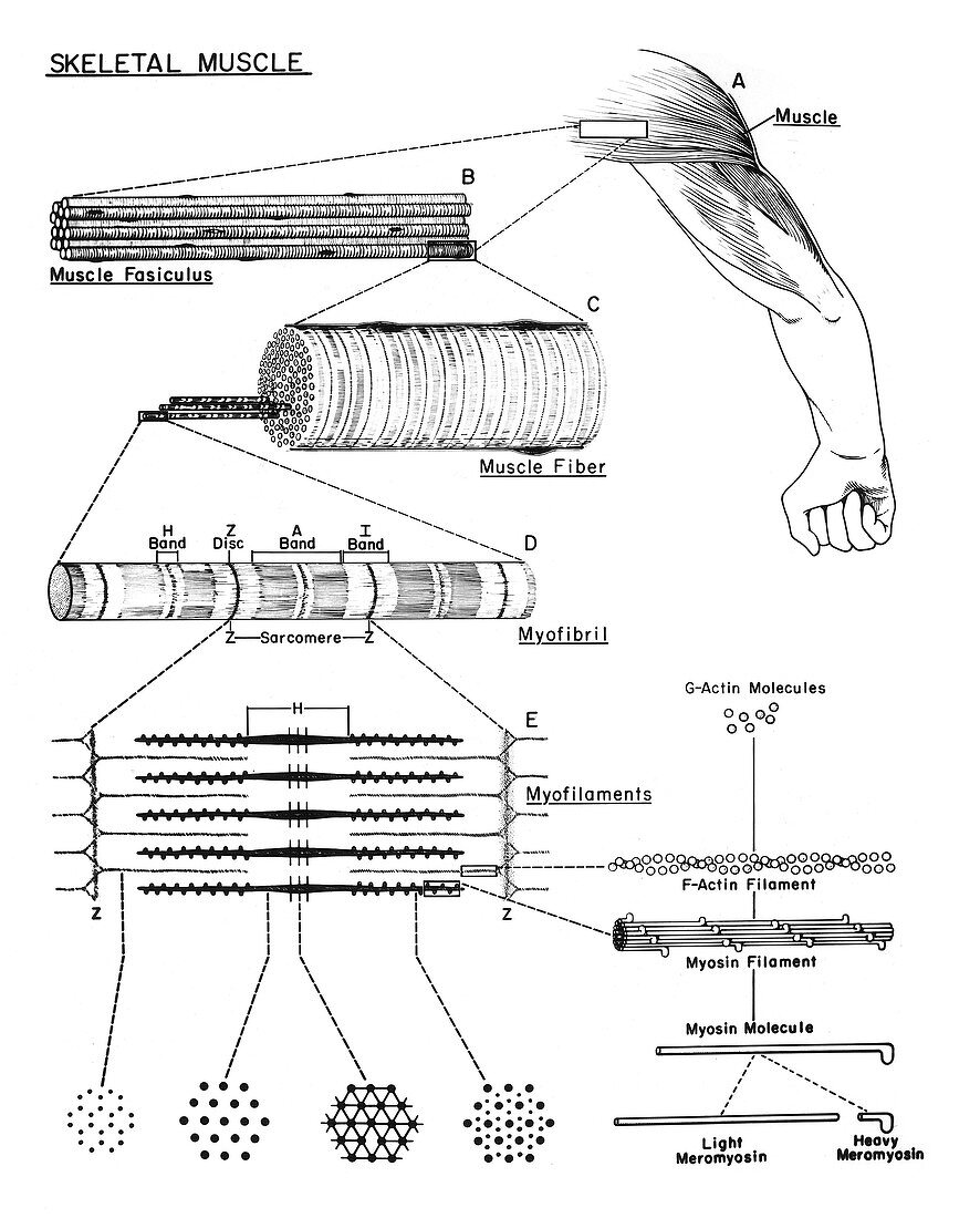 Skeletal Muscle, Diagram