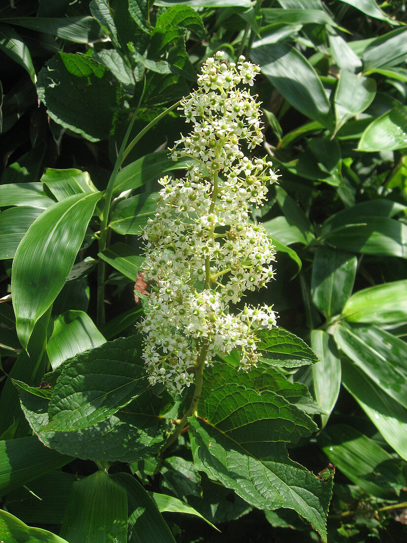 Tripterygium regelii, Medicinal Plant