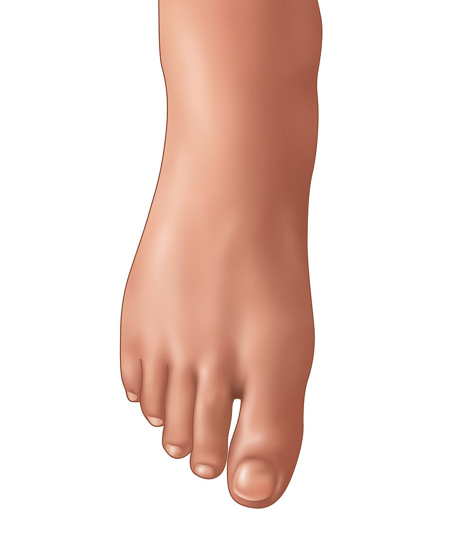 Foot, Illustration