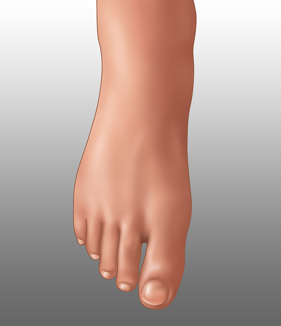 Foot, Illustration