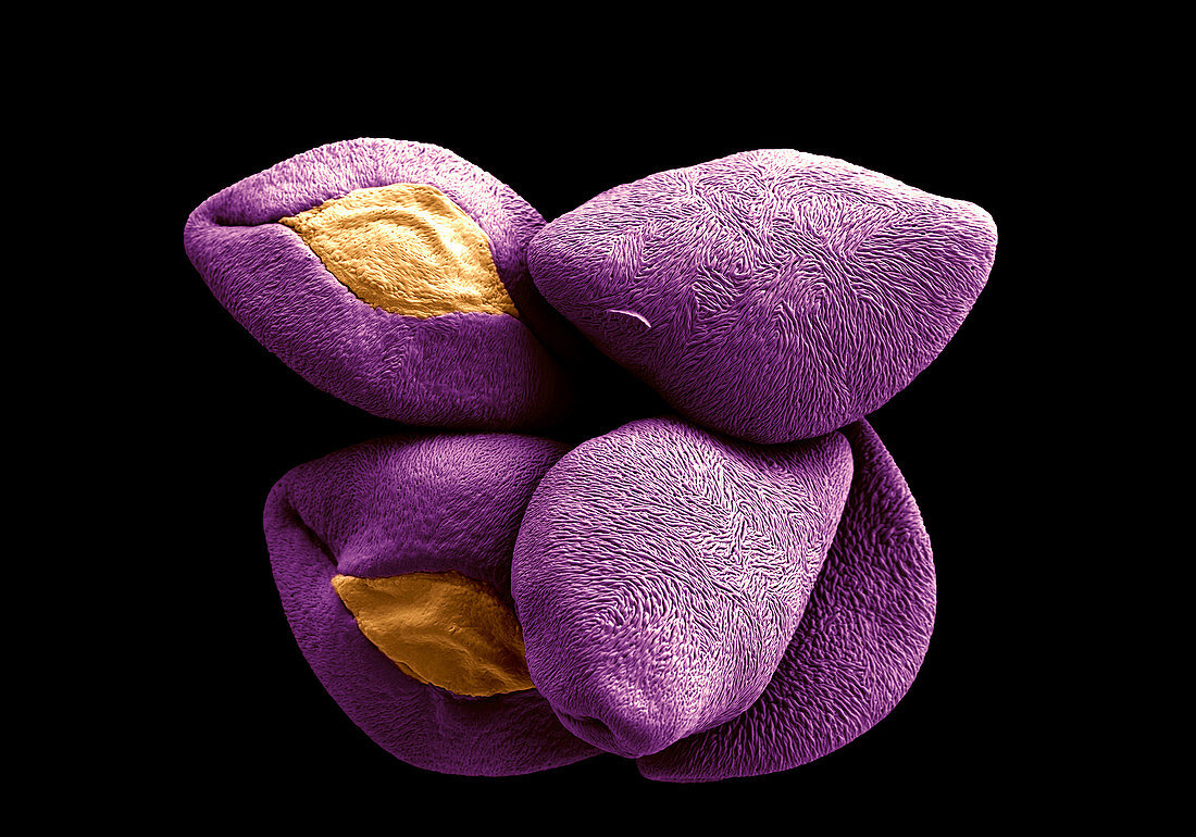 Alstroemeria Pollen Grains, SEM