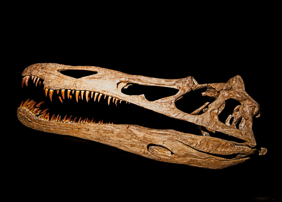 Suchomimus Skull