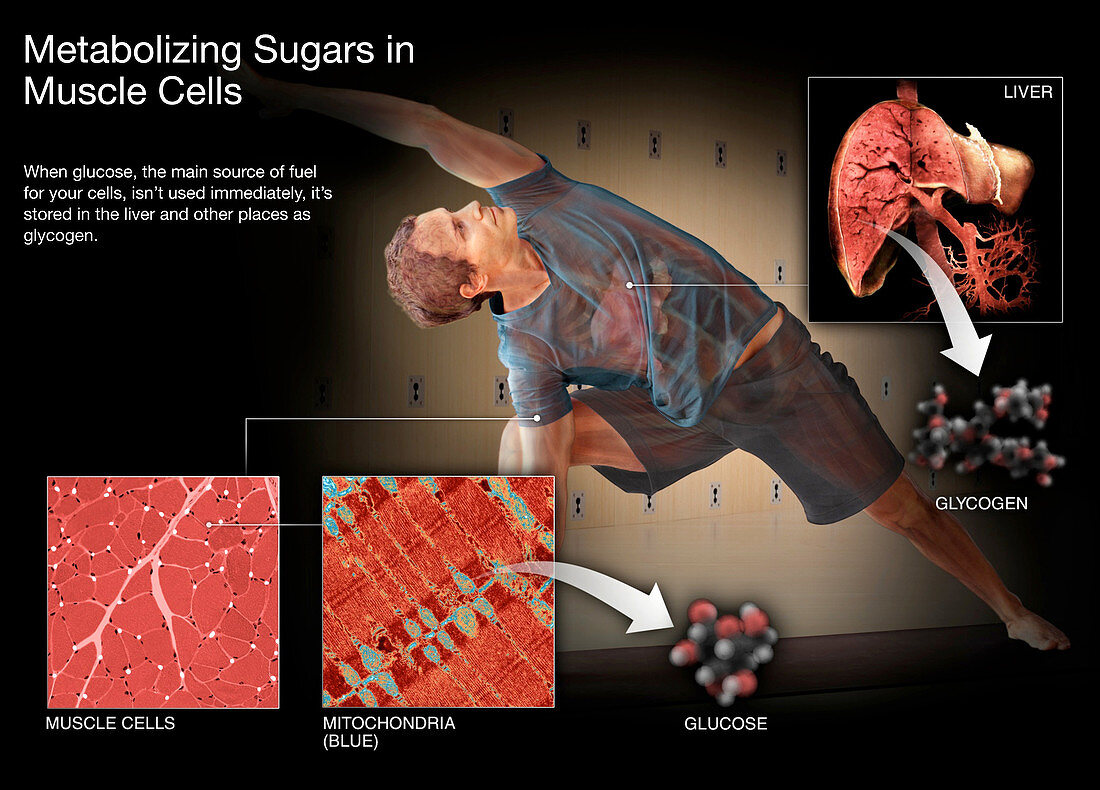 Metabolizing Sugar in Muscle Cells